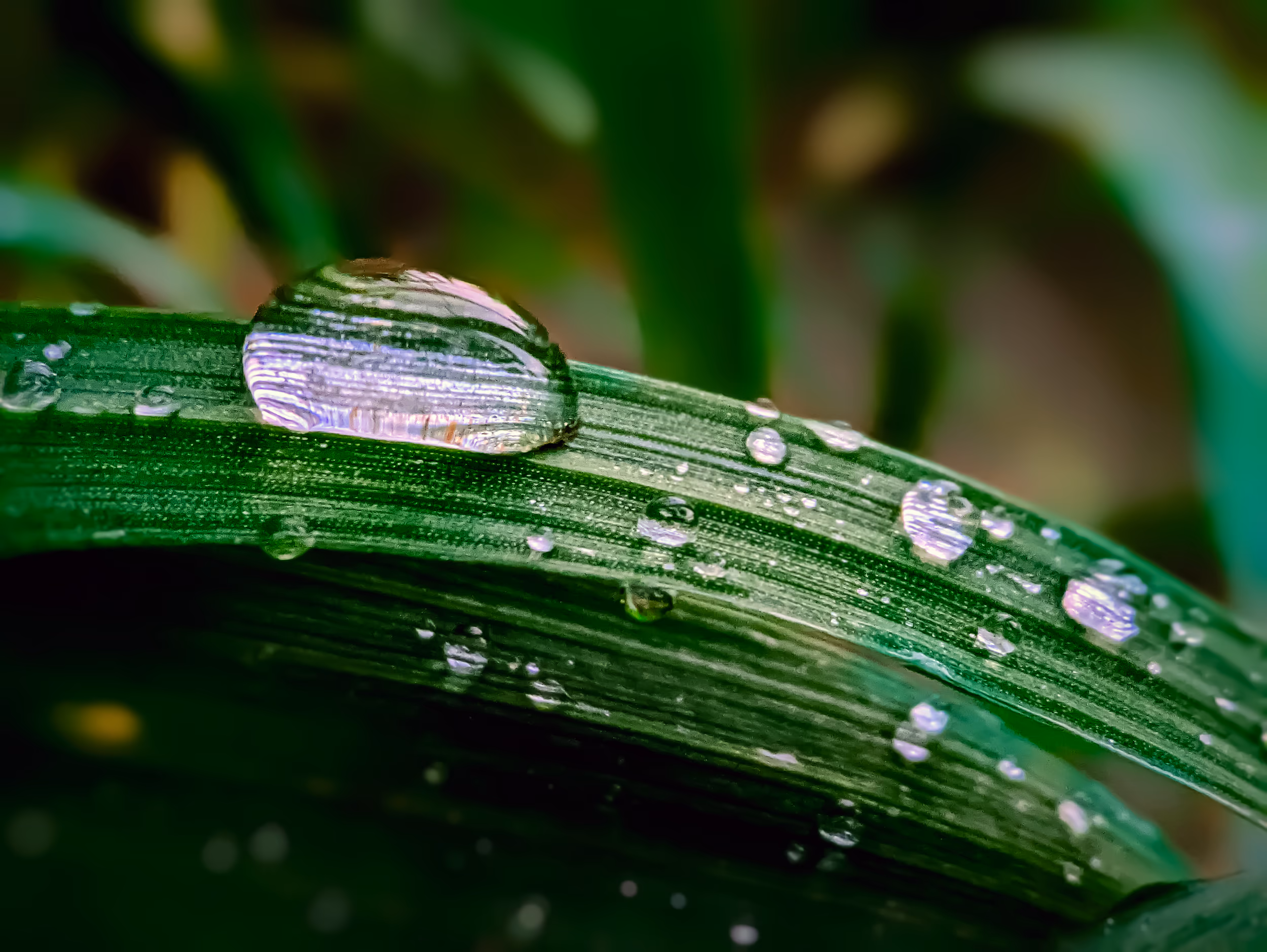Water Droplets on a Wheat Leaf