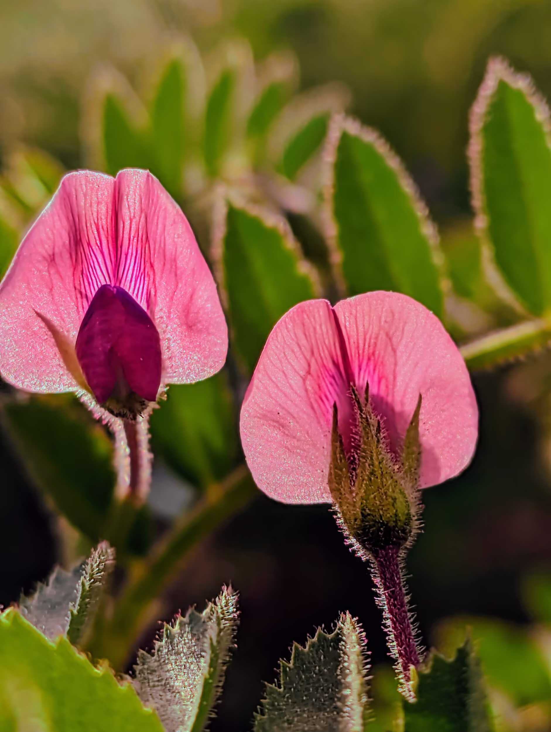Chickpea Flower Close-Up at Dusk