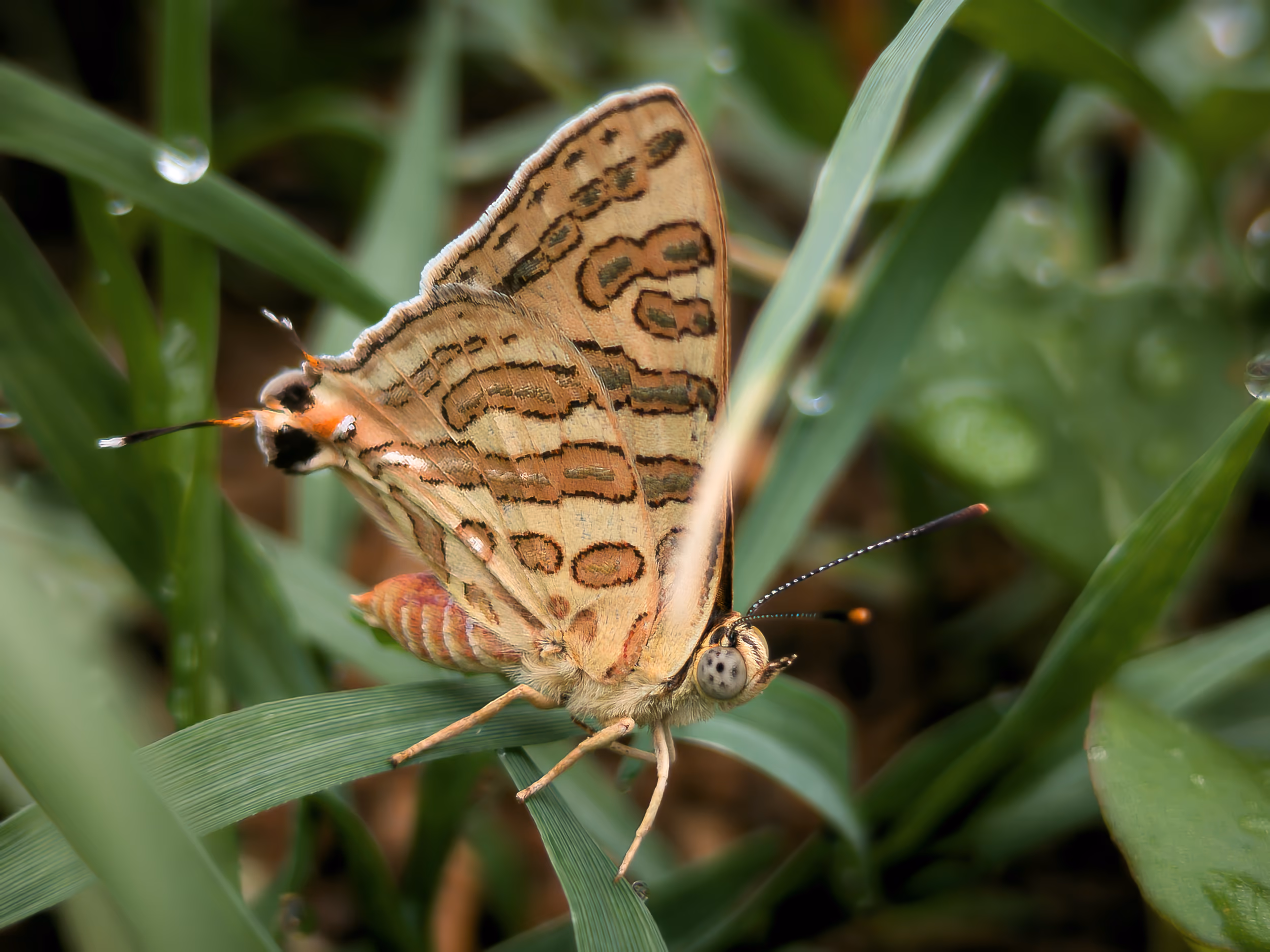 A Wild Butterfly in Monsoon