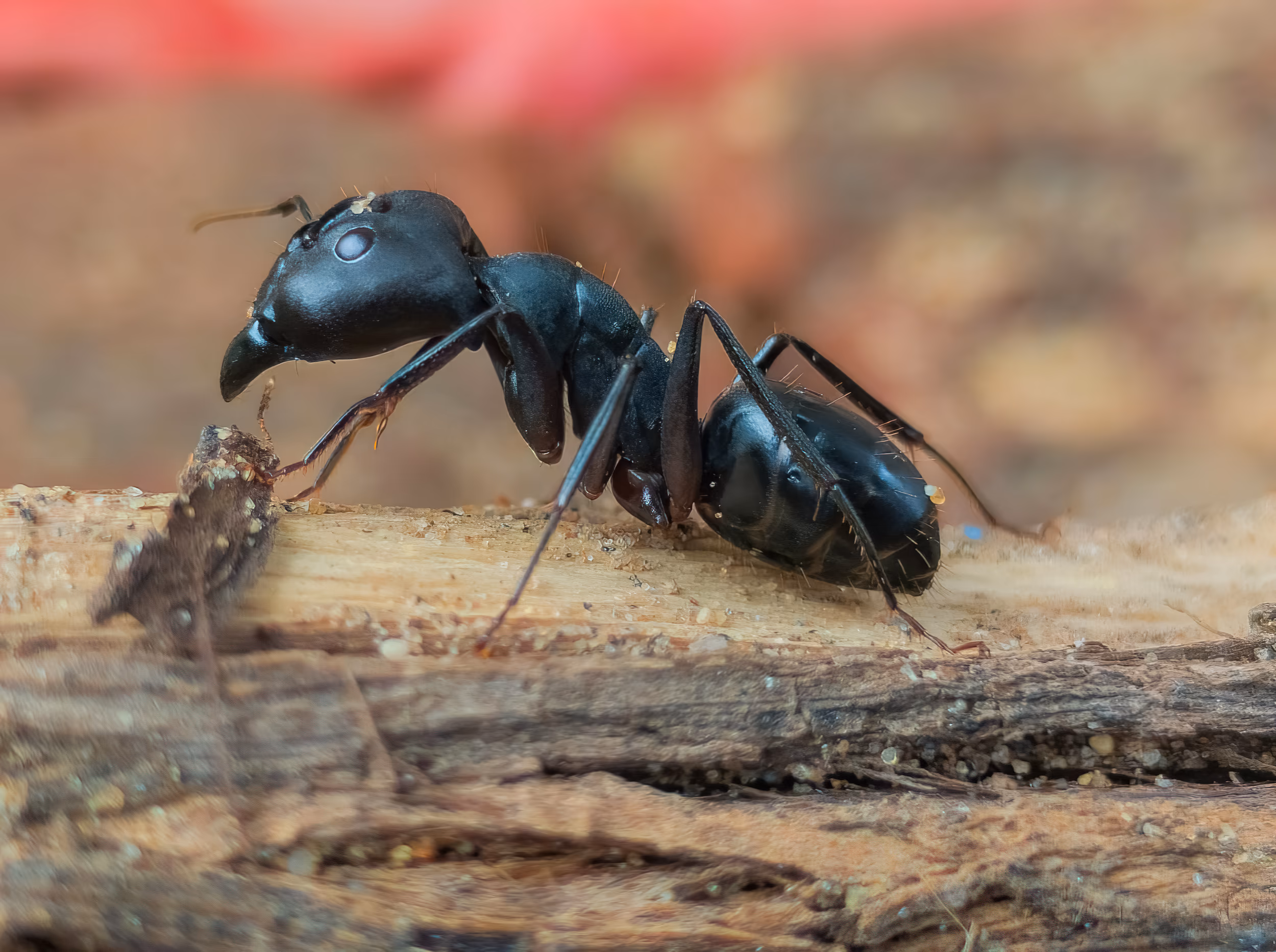 A Black Ant in Macro Side-Profile View