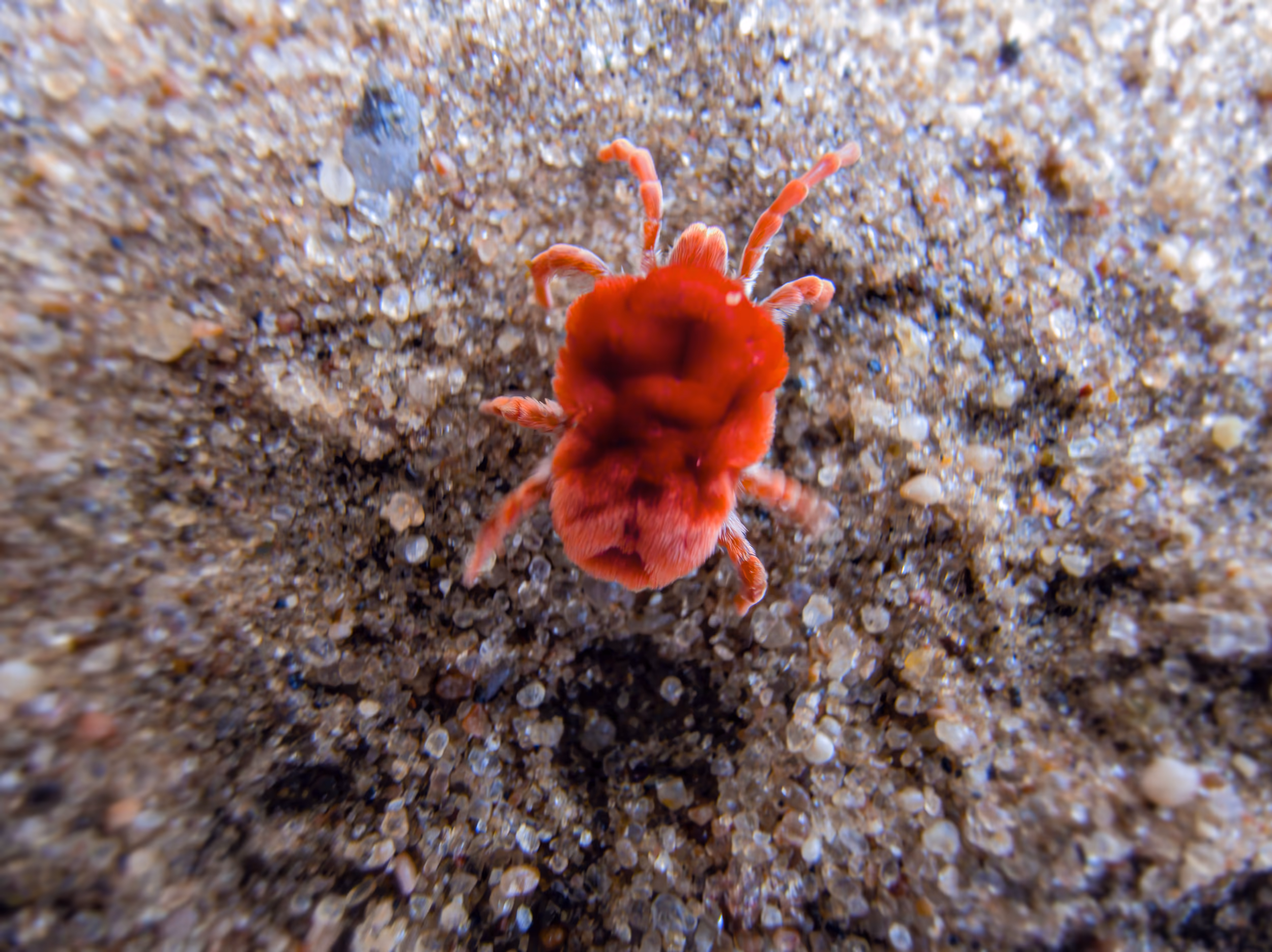 A Tiny Red Velvet Mite Running
