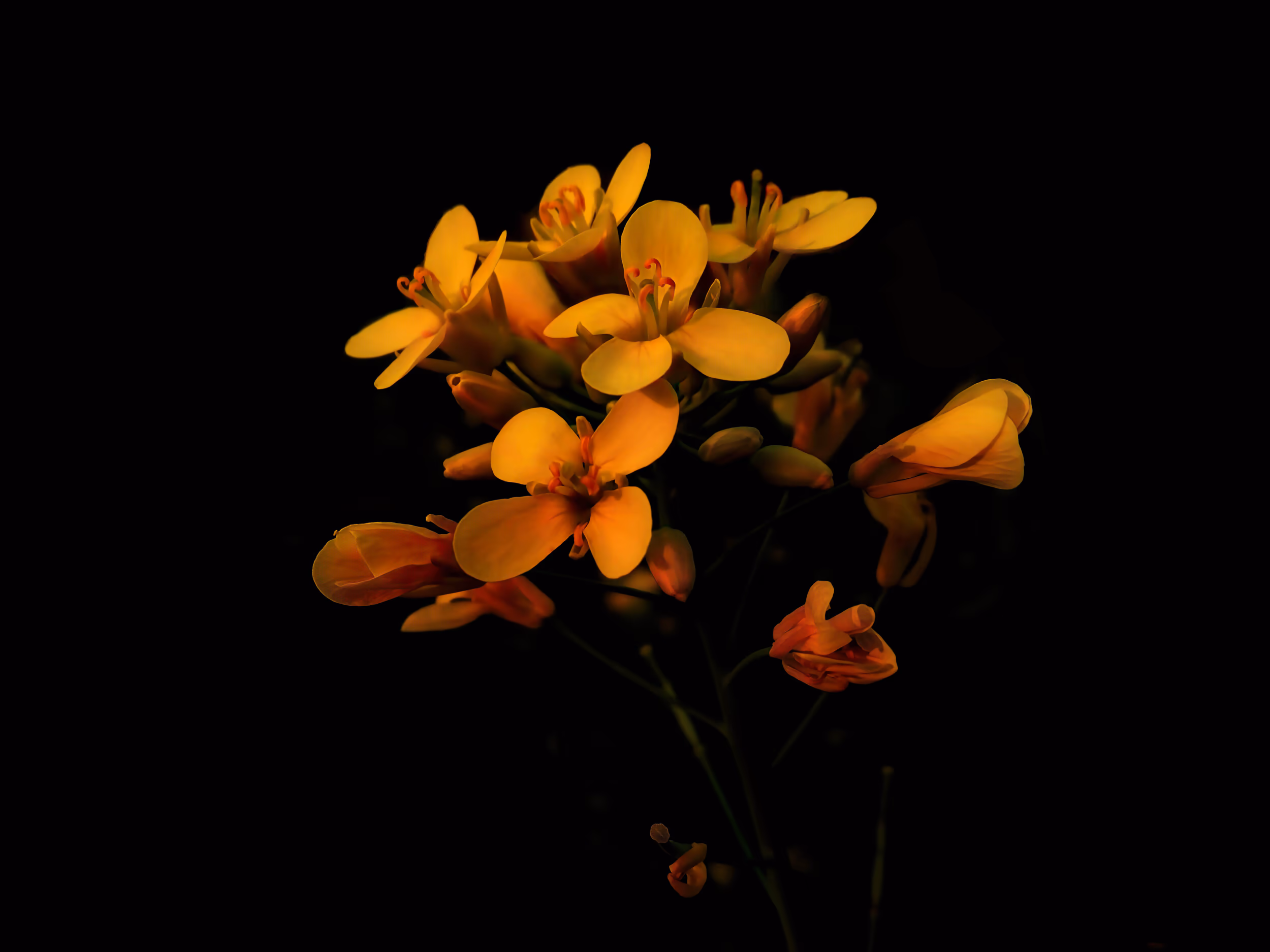 Vibrant Yellow Mustard Flowers