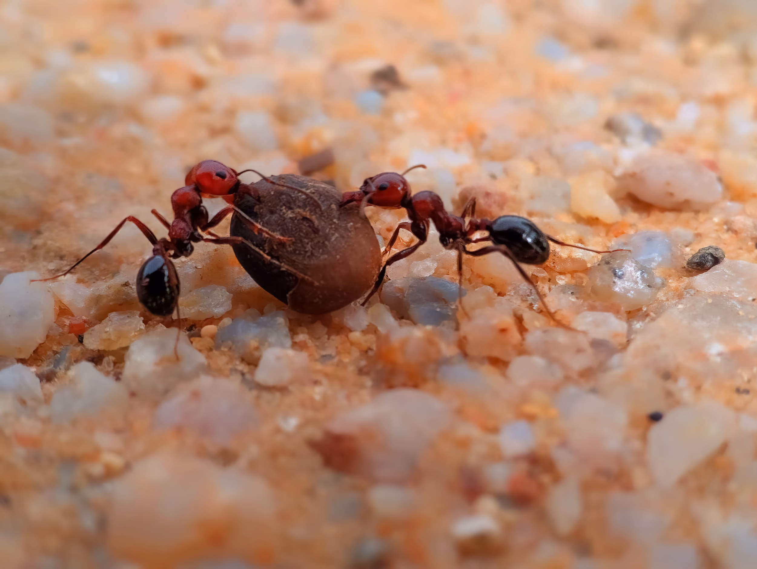 Two Ants Carrying Food